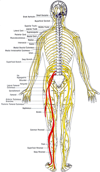 What is Sciatic Nerve or Sciatica Pain?